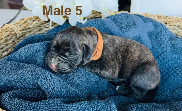 Boxer Puppies - Photo 7