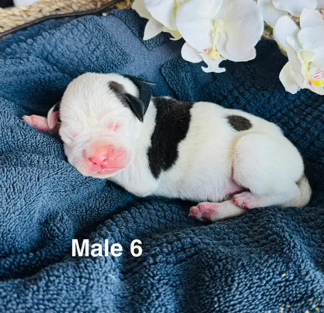 Boxer Puppies - Photo 8