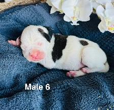 Boxer Puppies - Photo 8