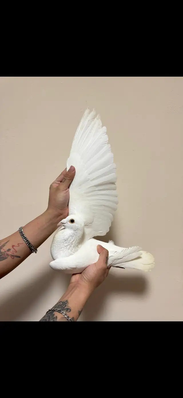 pure jansen racing pigeon pair