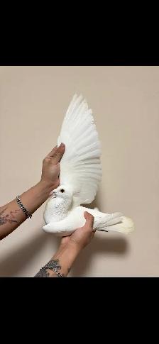 pure jansen racing pigeon pair