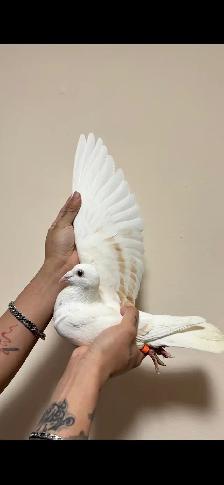 pure jansen racing pigeon pair - Photo 2