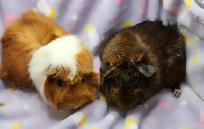 cochons d'inde à rosettes (2)