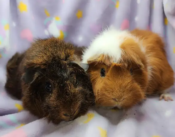 cochons d'inde à rosettes (2) - Photo 2