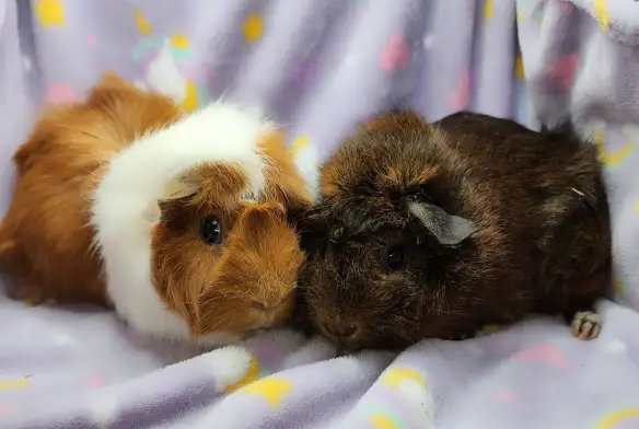 cochons d'inde à rosettes (2) - Photo 3