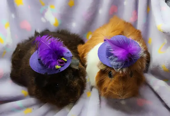 cochons d'inde à rosettes (2) - Photo 4