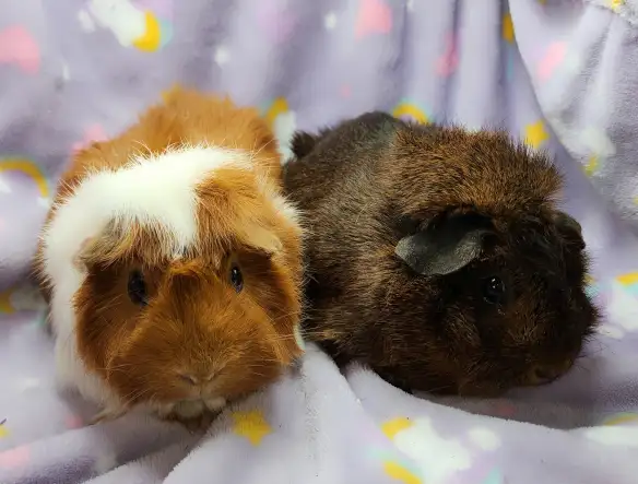 cochons d'inde à rosettes (2) - Photo 5