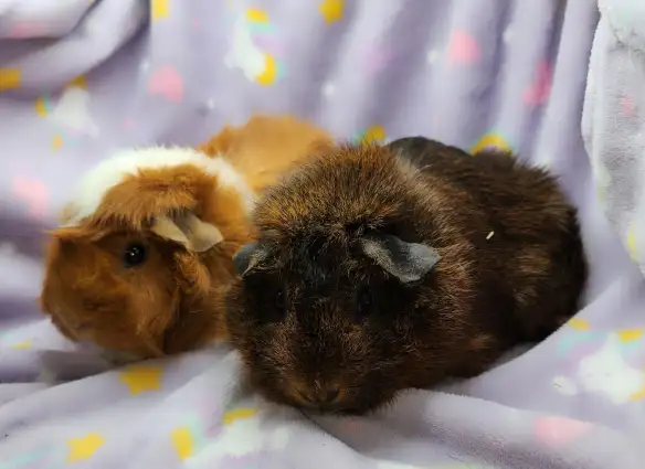 cochons d'inde à rosettes (2) - Photo 6