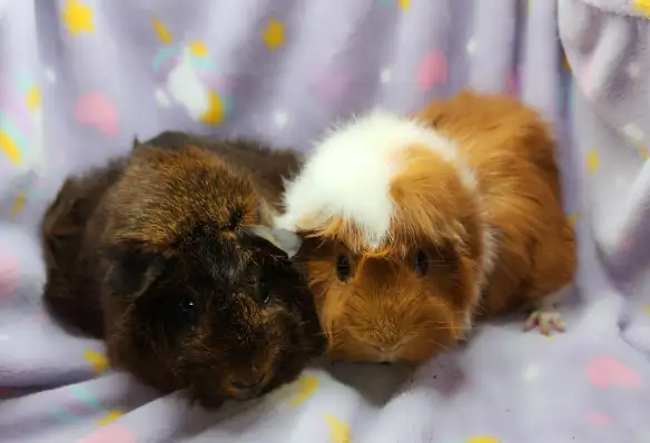 cochons d'inde à rosettes (2) - Photo 7