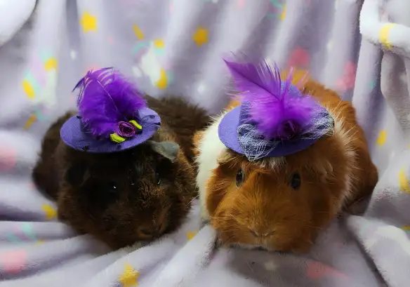 cochons d'inde à rosettes (2) - Photo 8