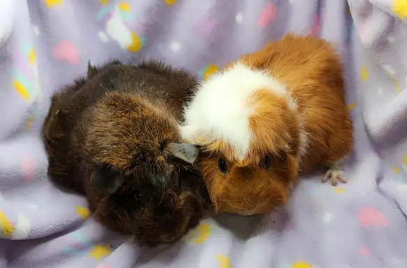 cochons d'inde à rosettes (2) - Photo 9