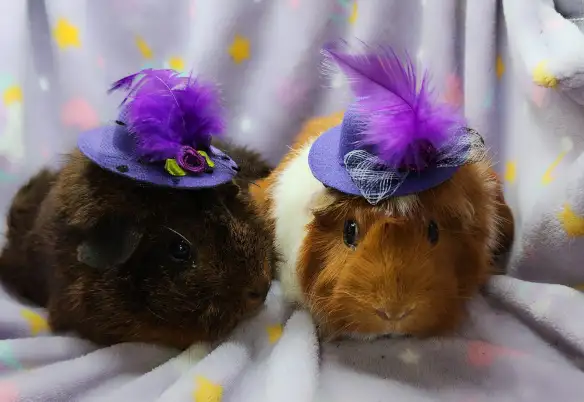 cochons d'inde à rosettes (2) - Photo 10