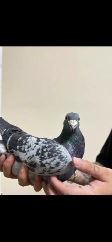 good racing pigeon pair