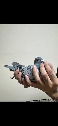 good racing pigeon pair - Photo 2