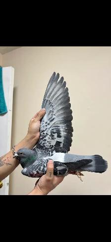 good racing pigeon pair - Photo 3