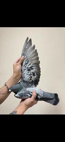 good racing pigeon pair - Photo 4