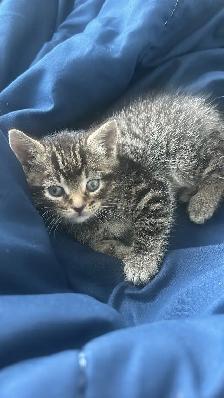 Kitten for rehoming