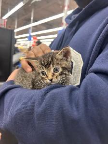 Kitten for rehoming - Photo 2