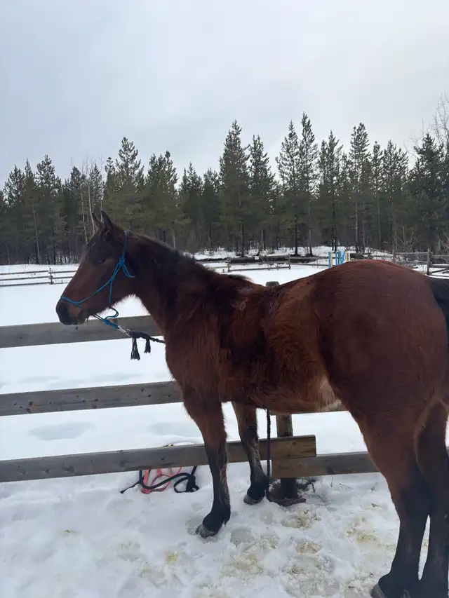 Beautiful quarter  horse mare