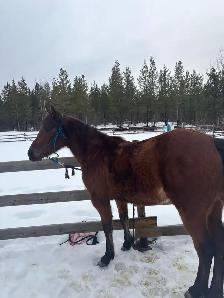 Beautiful quarter  horse mare