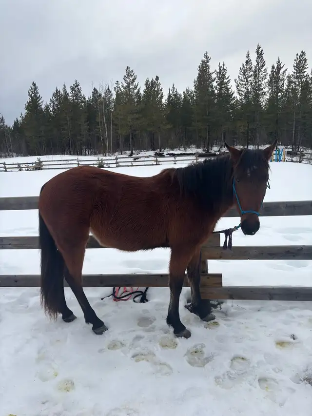 Beautiful quarter  horse mare - Photo 2