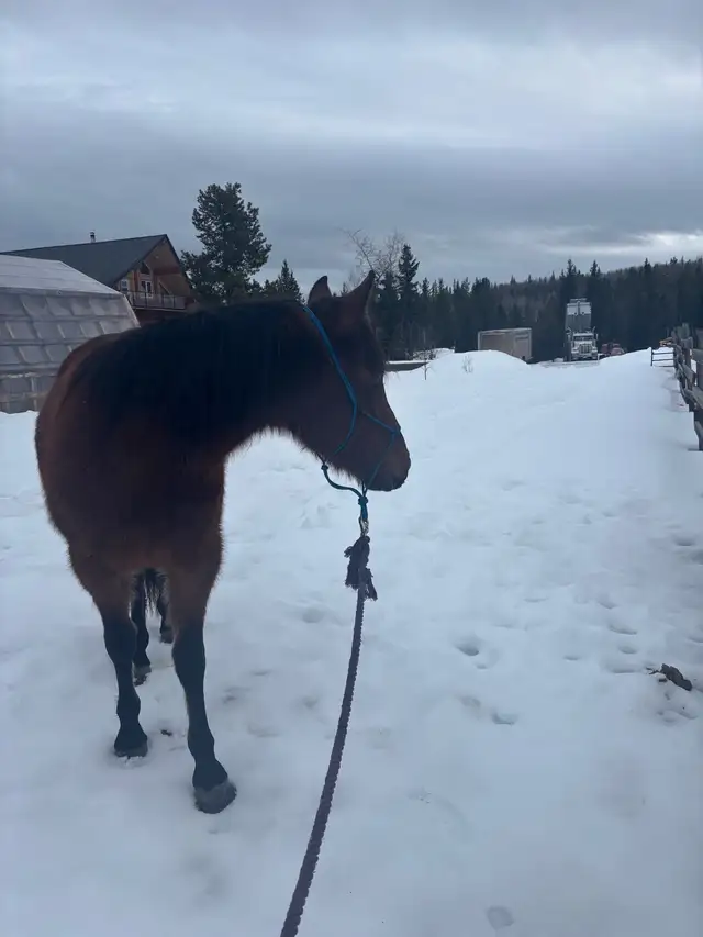 Beautiful quarter  horse mare - Photo 3