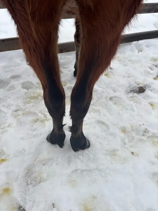 Beautiful quarter  horse mare - Photo 4