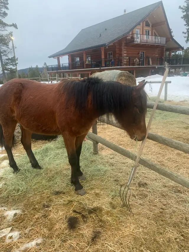 Beautiful quarter  horse mare - Photo 5