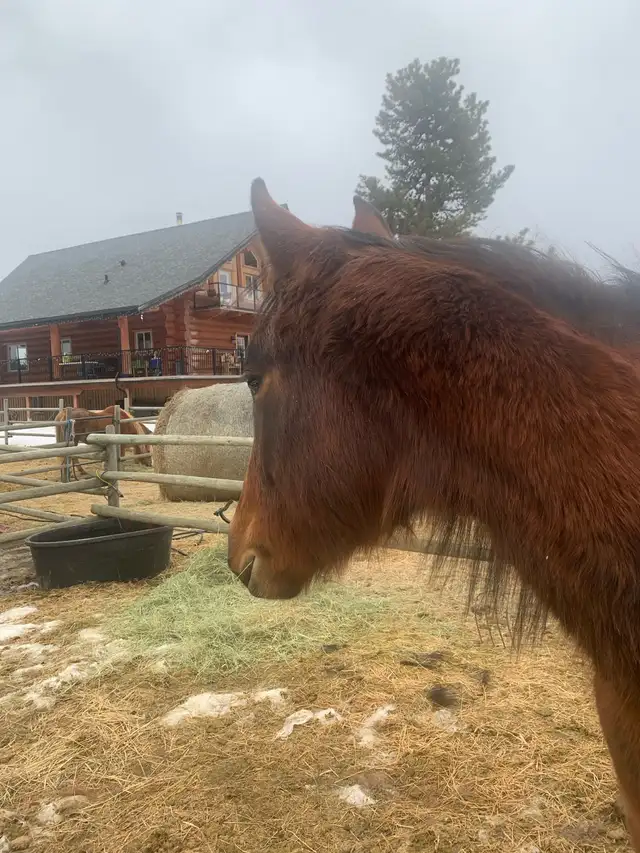 Beautiful quarter  horse mare - Photo 7