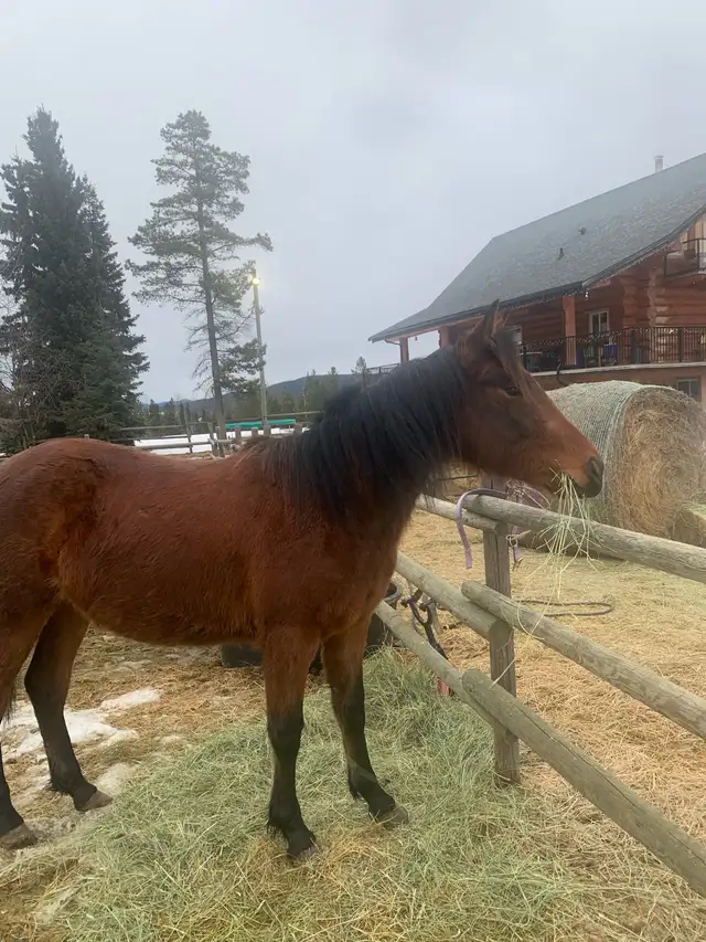 Beautiful quarter  horse mare - Photo 8