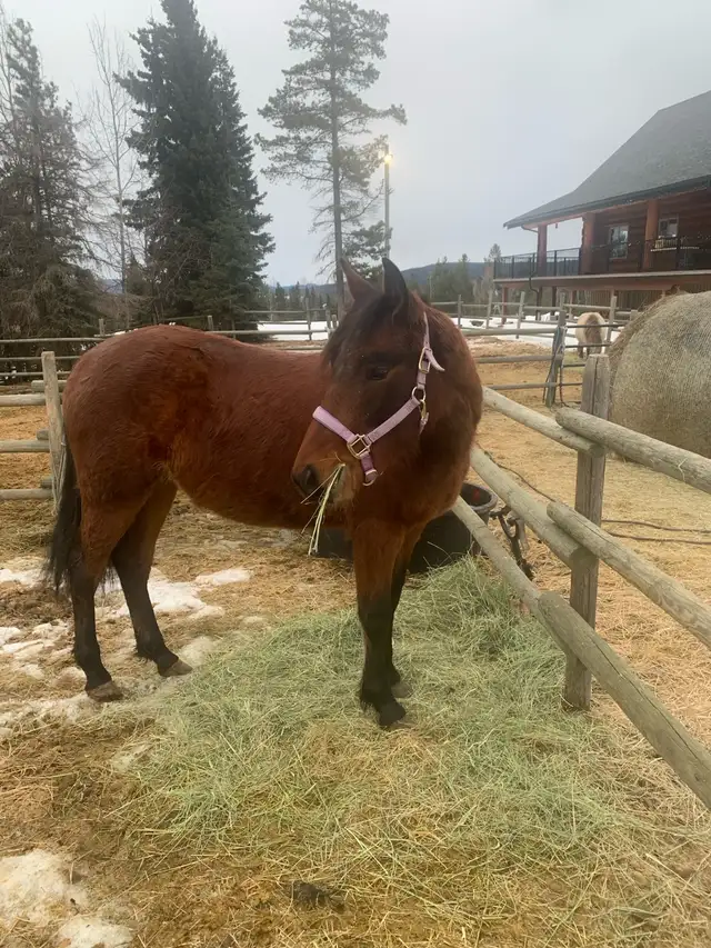 Beautiful quarter  horse mare - Photo 9