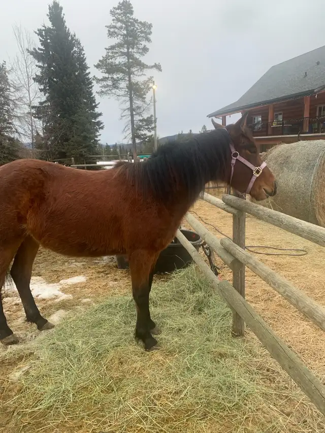 Beautiful quarter  horse mare - Photo 10