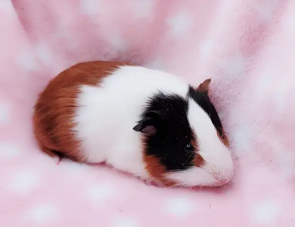 cochon d'inde poil lisse tricolore