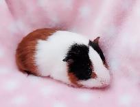 cochon d'inde poil lisse tricolore