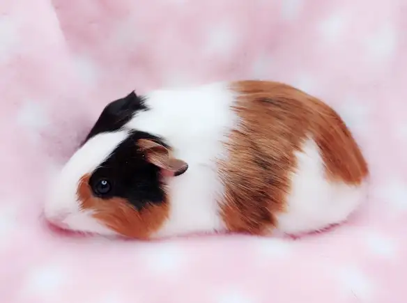 cochon d'inde poil lisse tricolore - Photo 2