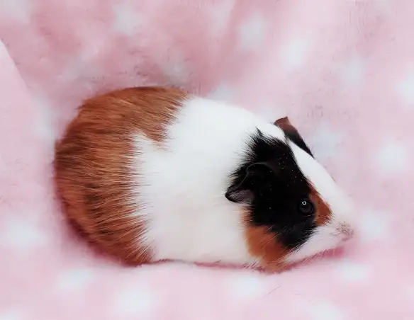 cochon d'inde poil lisse tricolore - Photo 3