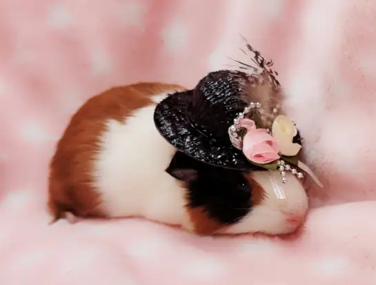 cochon d'inde poil lisse tricolore - Photo 4