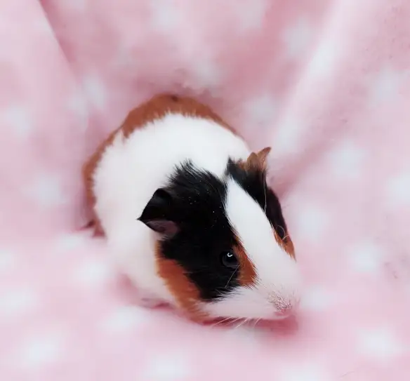 cochon d'inde poil lisse tricolore - Photo 7