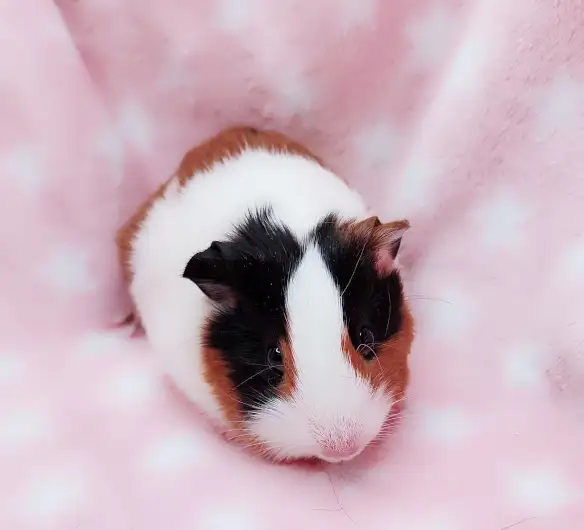 cochon d'inde poil lisse tricolore - Photo 8