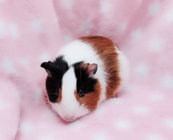 cochon d'inde poil lisse tricolore - Photo 9