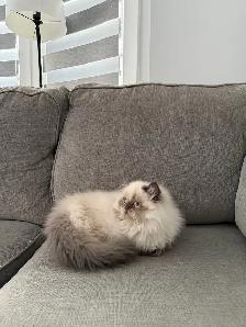 I want some who can take care of my cat