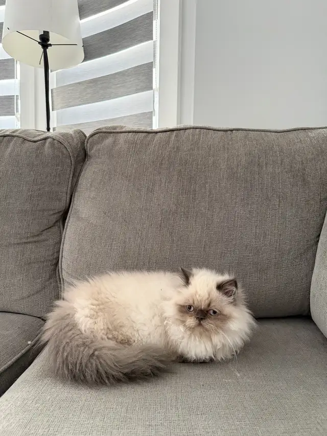 I want some who can take care of my cat - Photo 3