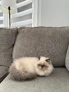 I want some who can take care of my cat - Photo 3