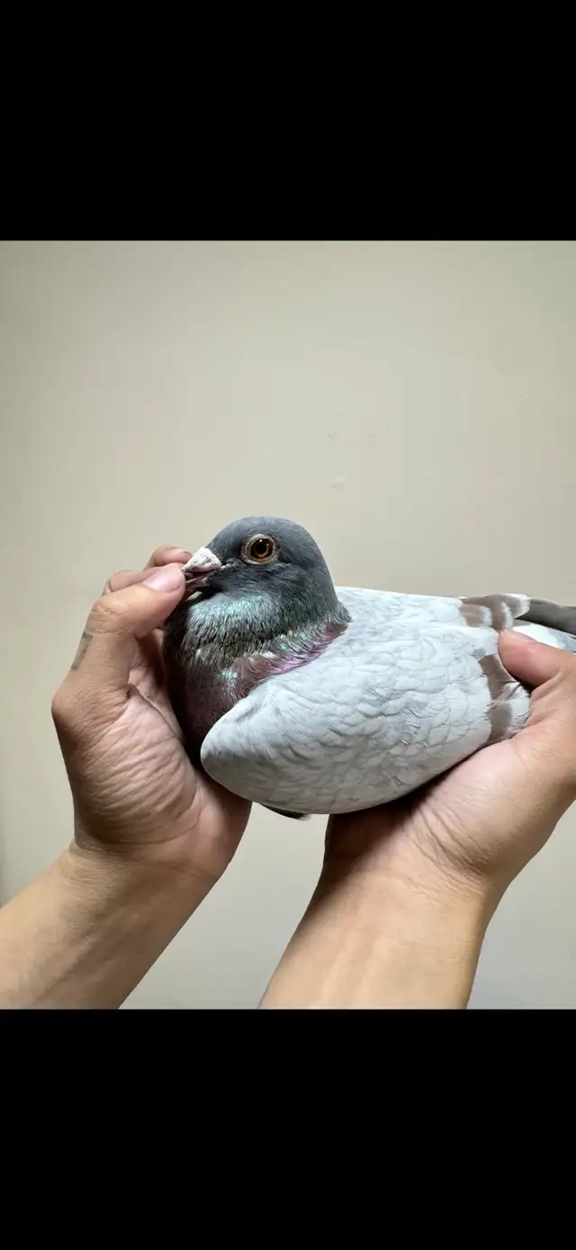 vanloon racing pigeon pair