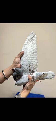vanloon racing pigeon pair - Photo 2