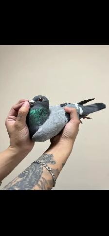 vanloon racing pigeon pair - Photo 3