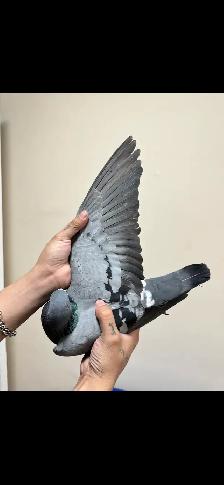 vanloon racing pigeon pair - Photo 4