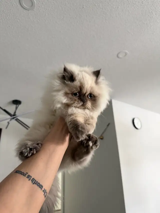 I want someone who can take care of my cat. - Photo 2