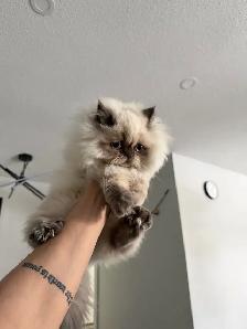 I want someone who can take care of my cat. - Photo 2