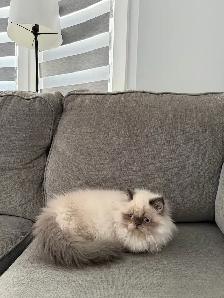 I want someone who can take care of my cat. - Photo 3